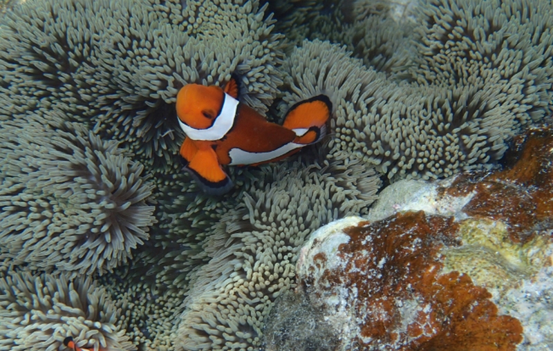 �iSerebee black�j�a���G�L�X���z���b�����΍�T�v�������g�y�Z���r�B�u���b�N�z
���T�C�g